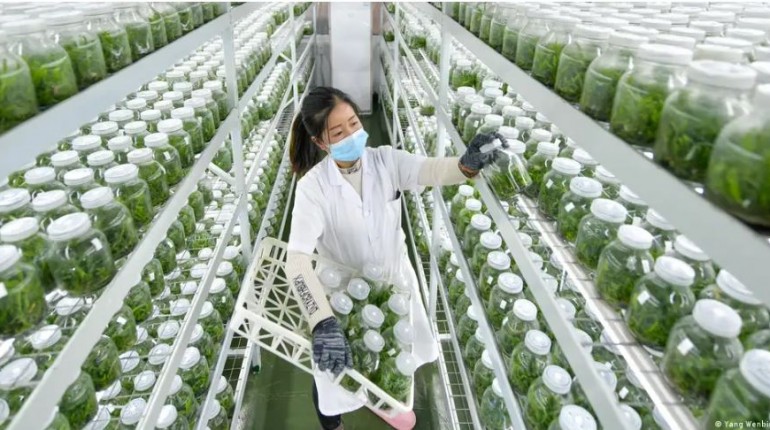 El futuro de la alimentación mundial, en manos de la IA